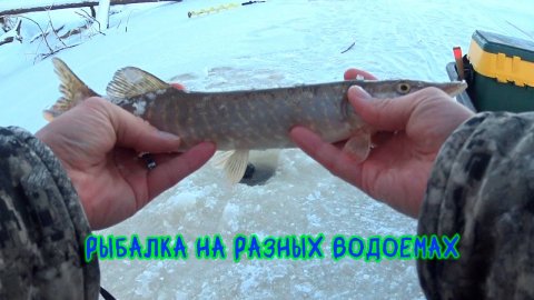 Озеро, карьер, река - порыбачил везде! #щука #зимняяловлярыбы #окунь