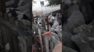 Купаем овец. Новый способ ,очень просто