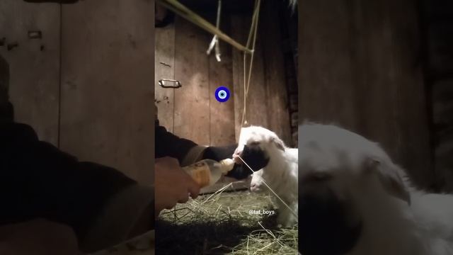 СЕЛО, СЕЛЬСКАЯ ЖИЗНЬ, ЖИЗНЬ ОБЫЧНЫХ ЛЮДЕЙ смотреть онлайн