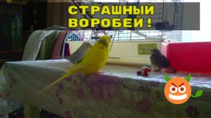 Как себя повели волнистые попугаи когда увидели птенца воробья? Попугаи и воробей