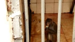 Эксрурсия по Абхазии. Кормление макак в сухумском питомнике