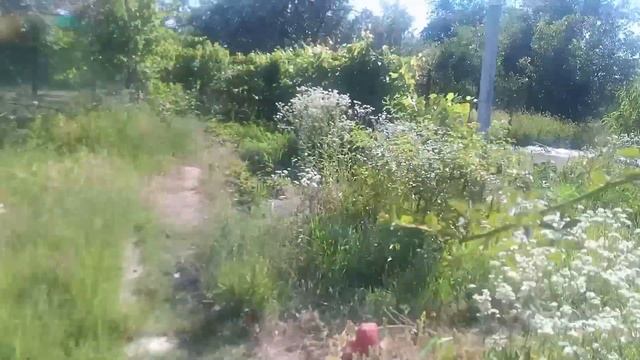 Навоз нужен? Любопытный эксперимент на Клубничном хуторе