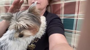 Ожог от ламп на орхидеях / Розы в моём саду / Воскресшие розы 27-28 июня 2023 г.