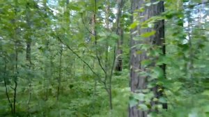 Летняя прогулка по лесу.