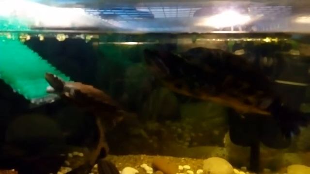 водные черепахи