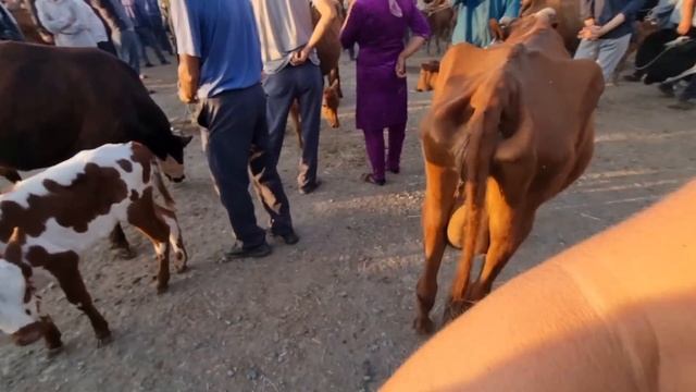 25-ИЮНЬ 2023/ХОЖЕЛИ МАЛ БАЗАРЫ/СКОТНЫЙ РЫНОК/BUQALAR/BIG BULLS IN THE WORLD/BIG COW/РЕКОРД БЫК