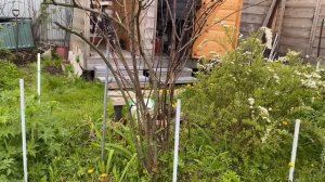 Тётя Маша / Сеятель / Странная сметана / Проверка рецепта  7 мая 2024 г.