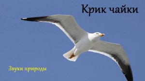 Крик чайки. Звуки природы