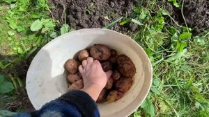 Что может быть лучше своей картошки и своего винограда ? 12,13,14 сентября 2022 г.