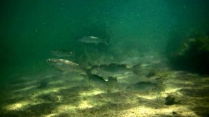 Под водой. За кефалью и медузами.