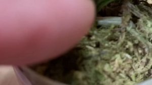 Заказ из ОРХОРАЯ / Орхидеи в подарок подруге и себе / Вопрос к знатокам орхидей 19 мая 2021 г.