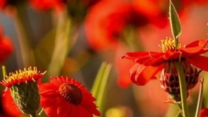 Рассказы жизненные истории - Нежданный подарок судьбы...