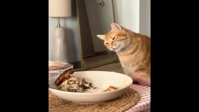 Смешные коты, которые не оставят вас равнодушными!