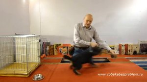 Как научить собаку команде Голос