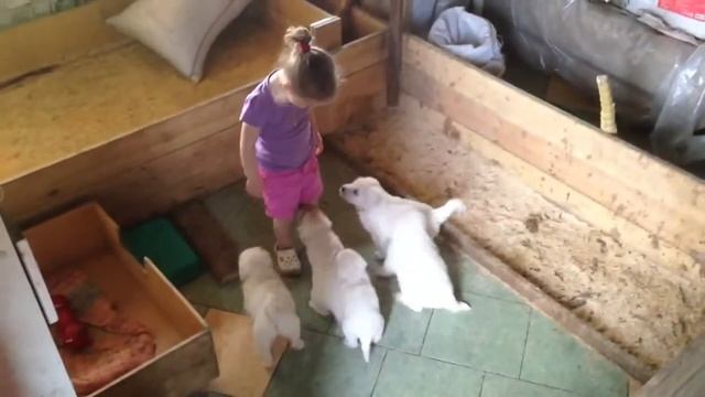 Игры со щенками (10.05.2013) смотреть онлайн