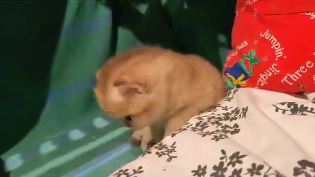 Британский золотой котенок. Неожиданно очень на смешил_))))