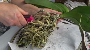 Что на листьях орхидеи ? / Пересадка / Огромная корневая система 16 мая 2021 г.