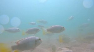 Водные обитатели Кинерета  Съемка GOPRO