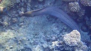 Гигантская мурена -2