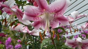 ВЛОГ С днём рождения Юлия ❤️ / Плюс один  / Котлеты с кабачком очень вкусно 14 августа 2020 г.