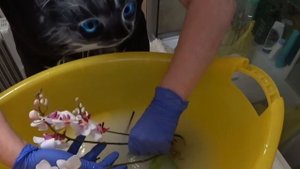 РАЗБУДИЛ МУЖ ПОЦЕЛУЕМ / Алла приехала / Купила орхидеи себе любимой 4 марта 2021 г.