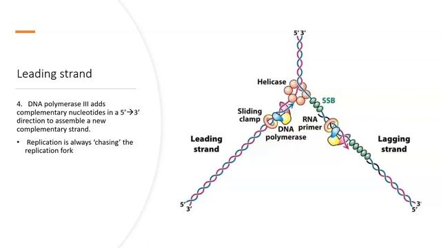 7.1 DNA structure and replication смотреть онлайн