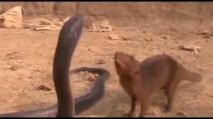 Desert mongoose Vs king cobra