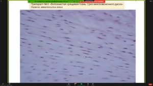 Консультация к 2 коллоквиуму.ч.2. | Кутукова К.А