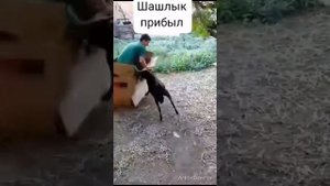 Шашлык прибыл!!!