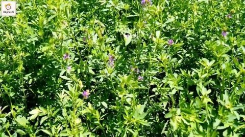 ÇÖREK OTUNUN FAYDALARI / Çörek Otunun Zararları / Çörek Otu Nasıl Kullanılır