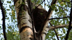 Рой привился под Ловушкой 2015 год