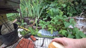 ВЛОГ Жарим шашлык с Любанькой , больше некому !!! / Мечты Бориса  15 июля 2018 г.