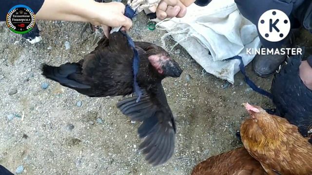 🦃ТАУЫК БАЗАР🐓Птичий рынок🦆#каракалпакистан#узбекистан#казакстан#базар#рынок#куры#петух #птицы#утка
