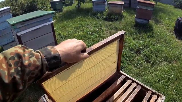 Осмотр пчёл.Предотвращаю роение налётом на матку смотреть онлайн