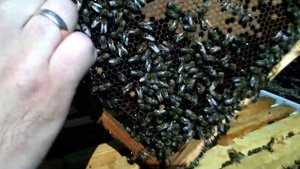 Подготовка семьи пчел к медосбору