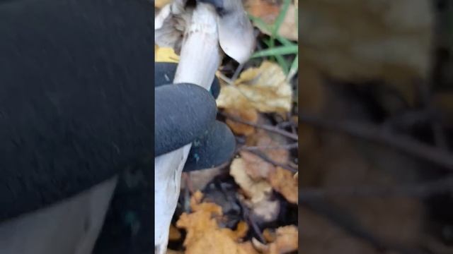 Рядовка землисто-серая.