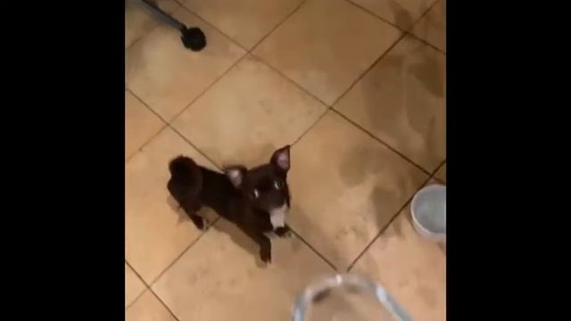 Лучшие собаководы смотреть онлайн