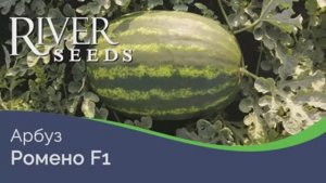 Арбуз Ромено F1 от компании River Seeds