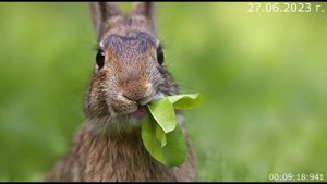 732 Комментарии к 5.1. 27.06.2023 г.