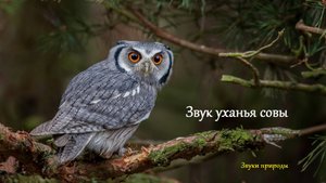 Звук уханья совы. Звуки природы.