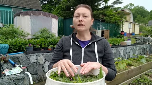 ЗАБРОДИЛКА БЕЗ ЗАПАХА | УВЕЛИЧИВАЕМ УРОЖАИ