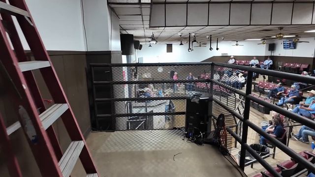 Такой Америки вы еще не видели: коровы на фоне небоскребов