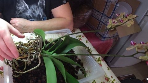 Орхидеи / Пересадка цветущей орхидеи / Орхидея Попугай 23 октября 2021 г.