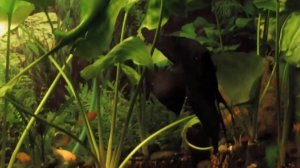 аква с криптокоринами