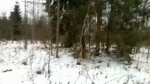 Поиск рогов. Открытие сезона