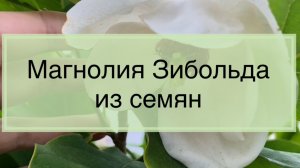 Как вырастить магнолию зибольда из семян
