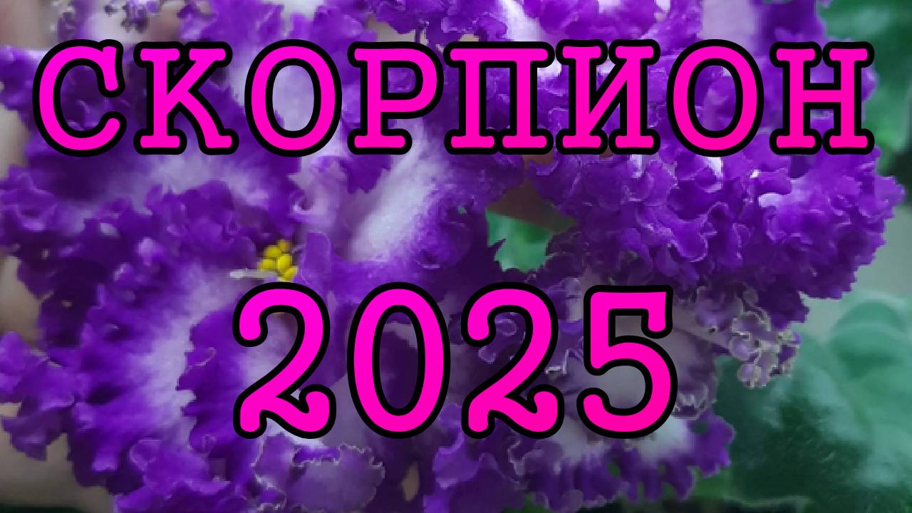 СКОРПИОН таро прогноз на 2025 год по 12 домам гороскопа.