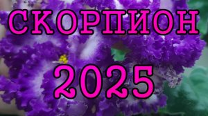 СКОРПИОН таро прогноз на 2025 год по 12 домам гороскопа.