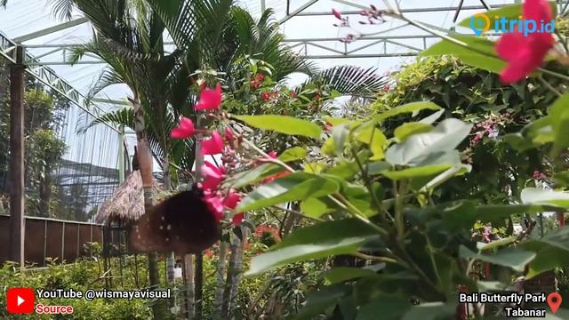 Kemenuh Butterfly Park - Taman Rekreasi & Wisata Edukasi di Gianyar Bali