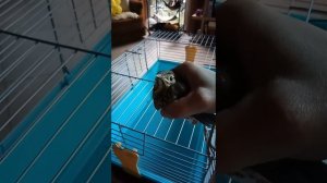 Дрозд слёток. Спасли дрозденка. Маленький дрозд.